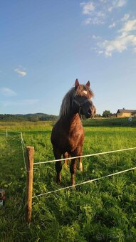 Predám ťažného žrebca - 2