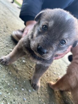 Darujeme šteniatka - 2