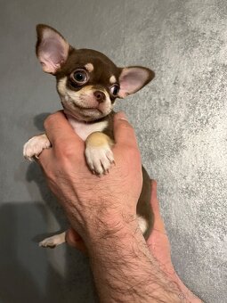 Čivava krátkosrstá s pp fci - 2