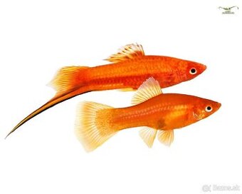 Xiphophorus helleri red - mečúň mexický - 2