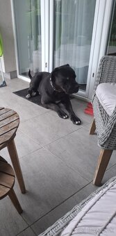 Cane Corso - 2