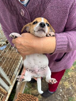 Jack Russell Terrier - 2