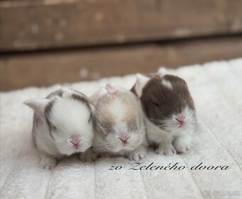 🤎 minilop králiky s vp 🧸 - 2