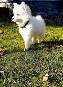 Predám krásneho japonského špica - 2