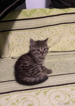 Darujem mačiatka - 1x kocúrik, 1x mačička - 2