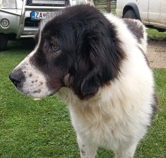 Rumunský ovčiak  Bukovina - Bukovinský pastiersky pes - 2
