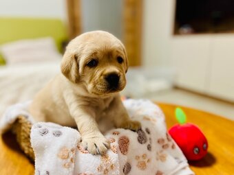 Labrador štěňátka s PP - 2