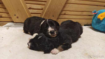 Šteniatká Border Kólia s PP, Border Kolia - 2