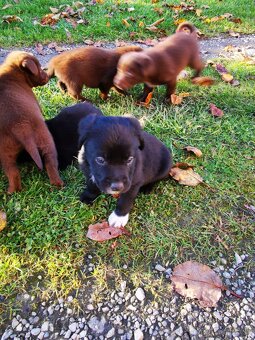 Šteniatka Labrador - 2