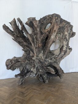 Vysušený orechový koreň - 2