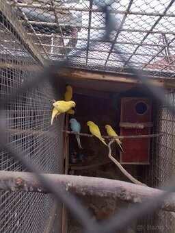 Alexander čínsky / Alexander malý - 2