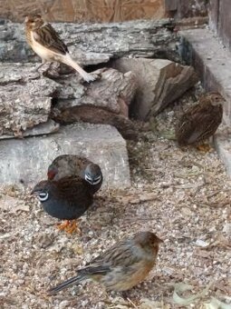 Prepelica čínska - 2