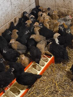 Green a Dark shell - 2