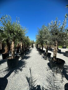 Olivovník Oleaeuropaea - 2