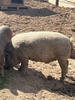 Mangalica , Duroc a dva krížence - 2