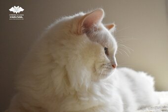 Ragdoll s PP - krémový kocúrik - 2