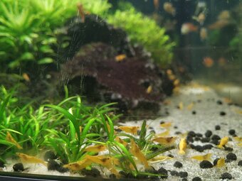 Neocaridina davidi orange akcia - 2