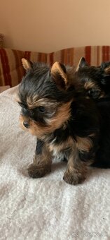 Yorkshirsky terier - 2