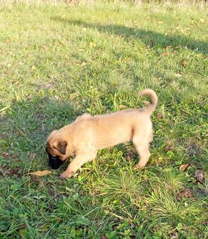 Šteniatka Belgický ovčiak - 2