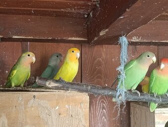 Agapornis ružovohrdly - 2