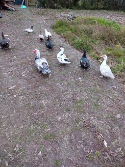 Čínske kačky, husi , mäso, králiky kalifornský+hyla - 2