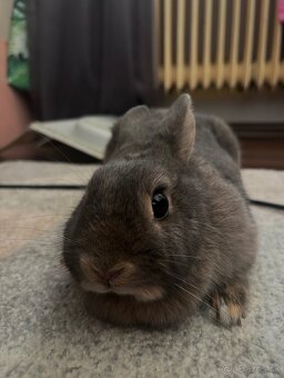 🥕 Predám zakrslého králika – 3 ročná samička + veľká klietk - 2