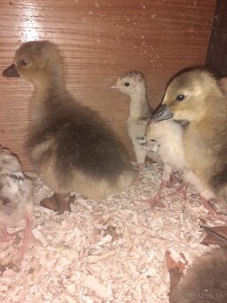 Predam husy,husky,husata - 2