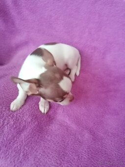 Čivava krátkosrstá - 2