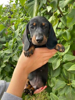 Jazvečík trpasličí s PP - 2