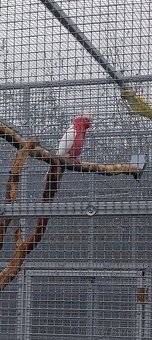 Kakadu Ružový Lutino. - 2