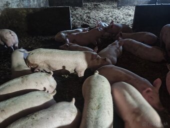 Predám ošípané - 2