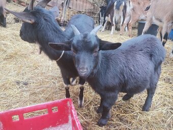 Holandské a kamerúnske mini kozičky - 2