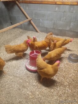 Vlaška žltá NV - 2