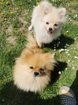 Pomeranian - 2
