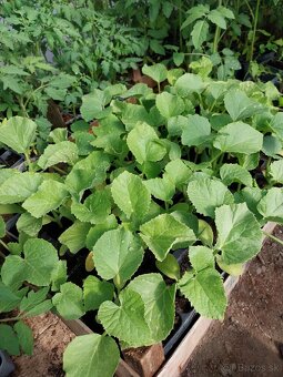 Predám planty rôzne druhy - 2