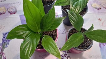 Spathiphyllum Wallisii Regel - 2