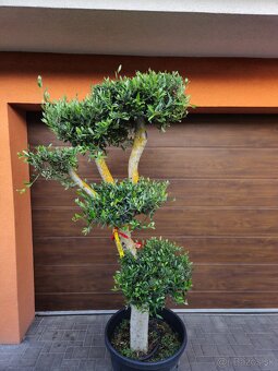 Predám Olivovník bonsai - 2