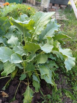 Mam na predaj planty. - 2