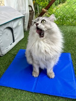🧊 Chladiaca podložka pre psa alebo mačku – 40 × 50 cm 🐶🐱 - 2