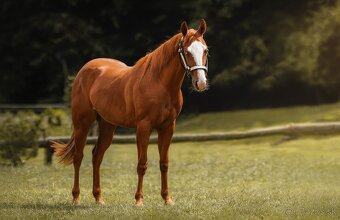Koby QH Reiningovy pôvod - 2