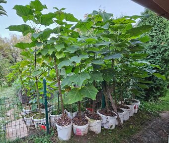 🌳 Predám 2-3-ročné stromy Paulownia plstnatá – ideálny čas - 2