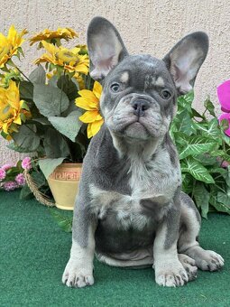 Francúzsky buldoček,buldog,bulldog krásne šteniatka - 2