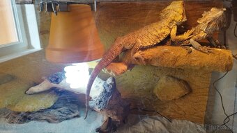 Terrarium/Aquarium - 2