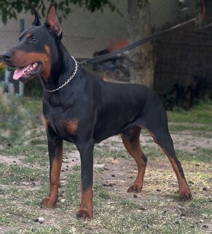 Dobermann - 2