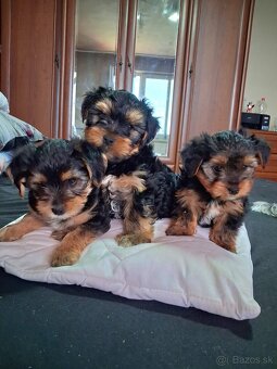 Yorkschirsky terier - 2