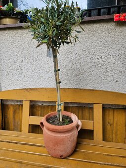 Olivovnik Olea europaea Oliva - 2