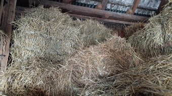 Predám slamu v malých hranatých balikoch - 2