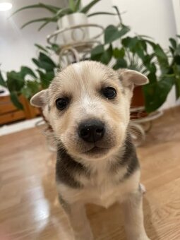 Predám šteniatka malamut × kríženec - 2