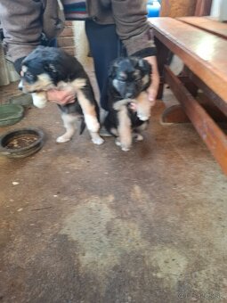 Darujem šteniatka - 2