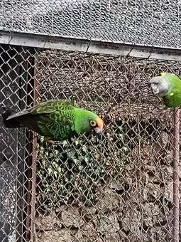 Papagáj konžský fantiensis - 2